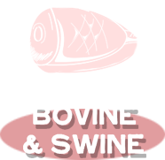 Bovine & Swine